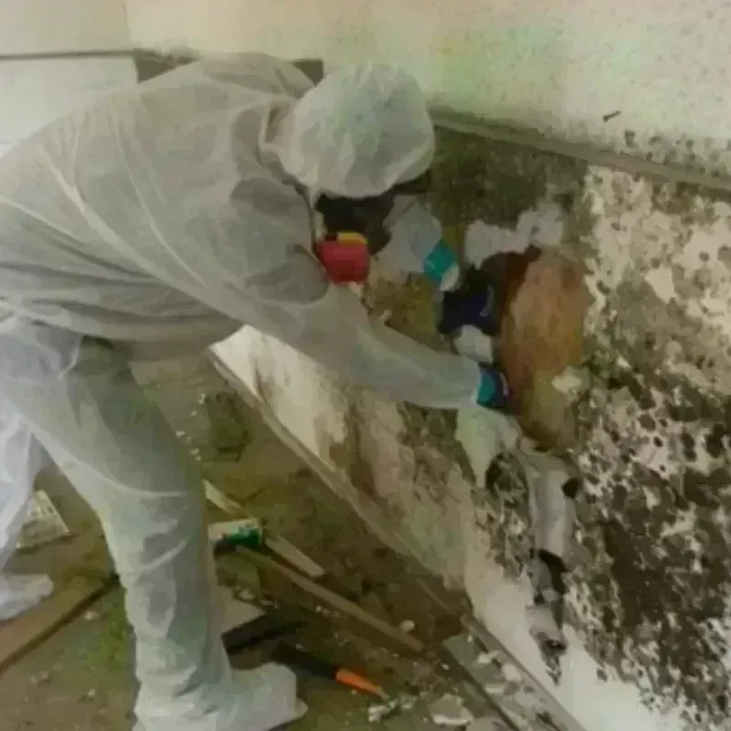 Mold Remediation and Removal in Ho-Ho-Kus, NJ